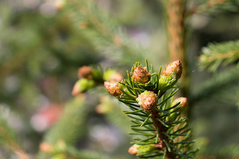 Knospen an den Nadelbäumen