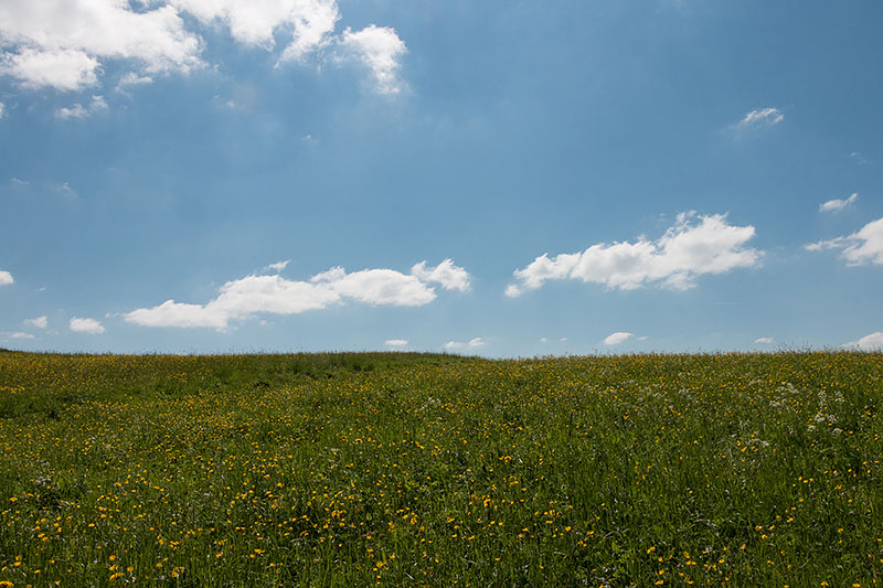 ... dann erreichen wir saftige Wiesen