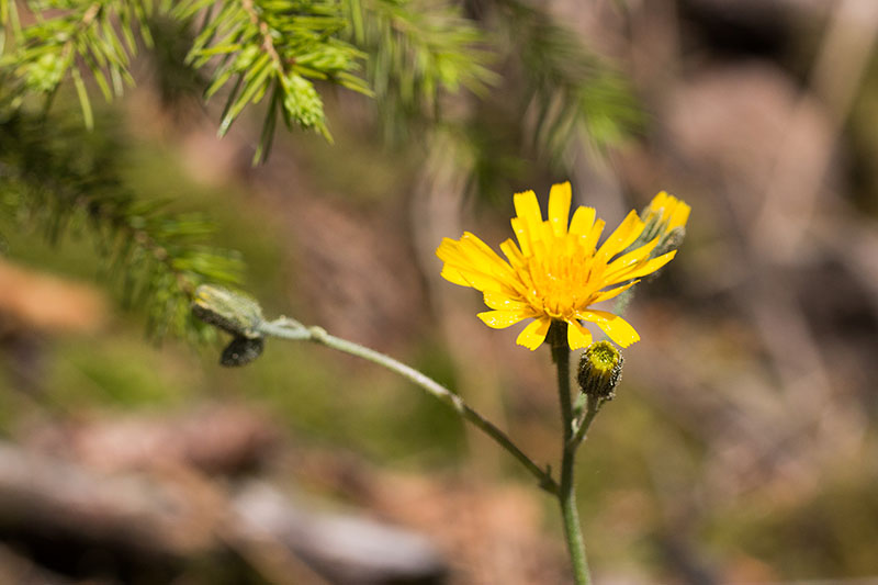 Überall wachsen schöne Blumen ...