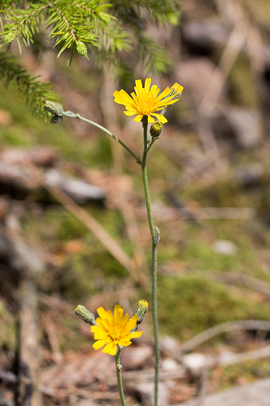 ... und verteilen ihren Duft