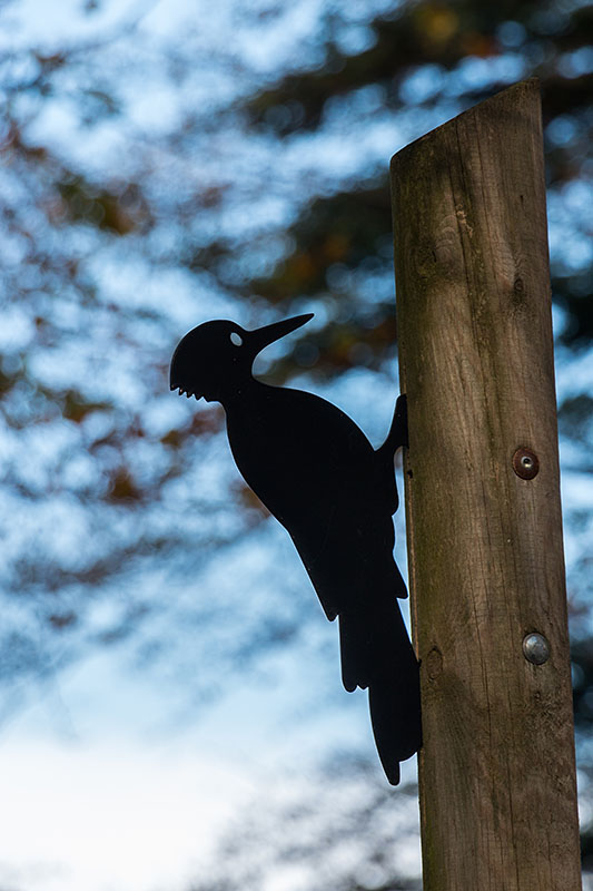 Der Specht, das Symbol des Wildnispfades