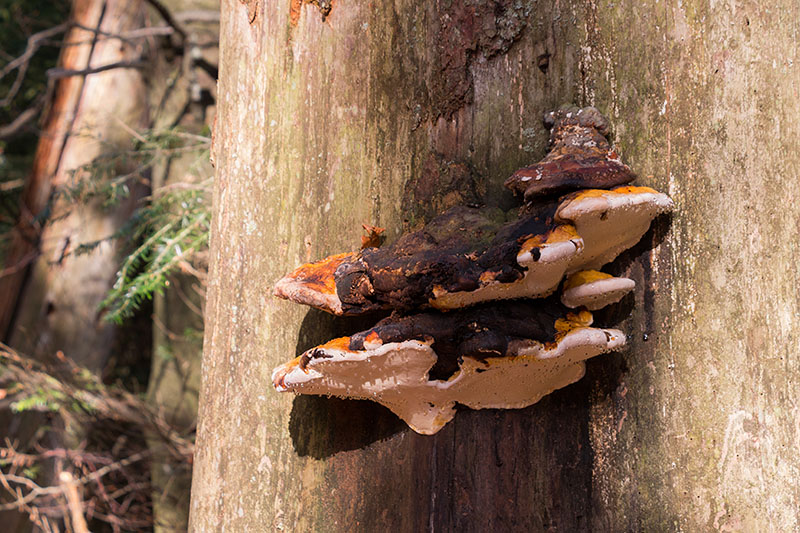 Auf dem verfaulendem Holz gedeihen die Xylobionten