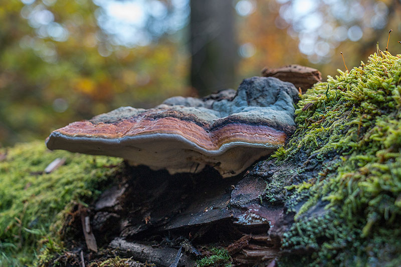 Noch ein Faulholzfresser ;-)