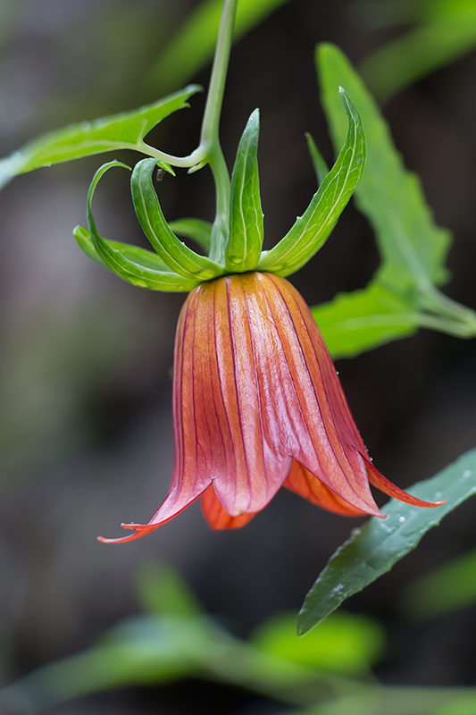 Überall blühen Blumen