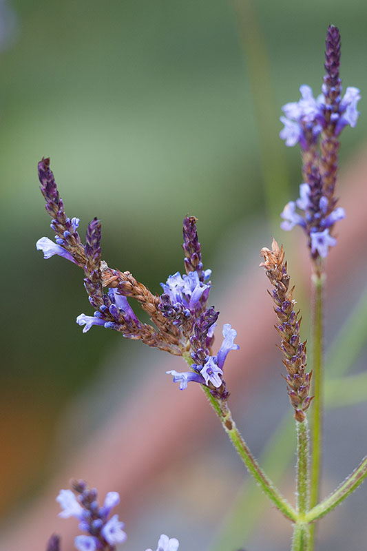 ... und zierliche Blüten ...