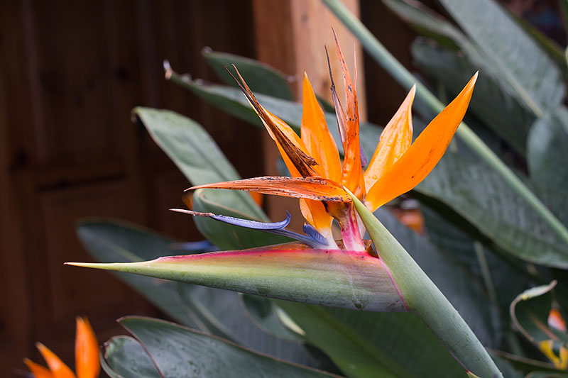 ... eine Strelitzie (Paradiesvogelblume) [Strelitzia reginae] ...