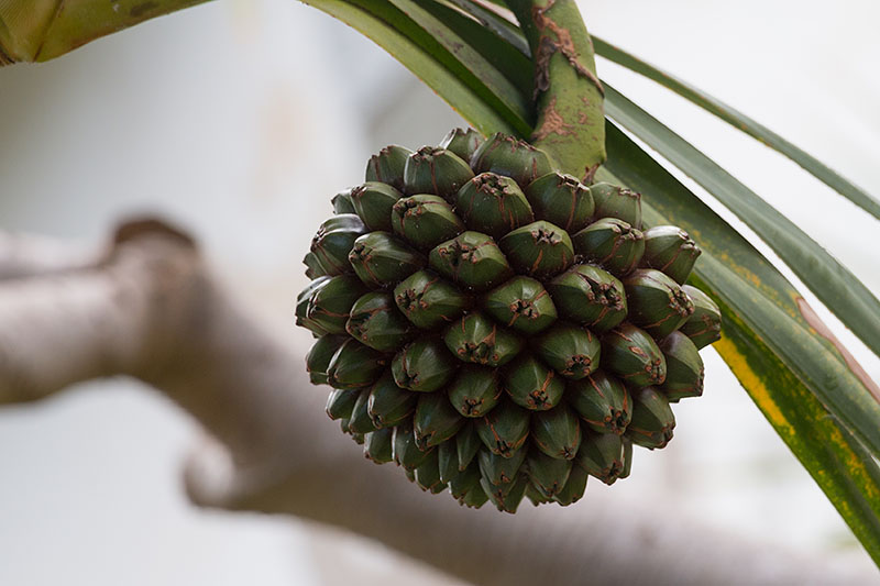 ... und eine Pandano [Pandanus utilis] aus Madagaskar