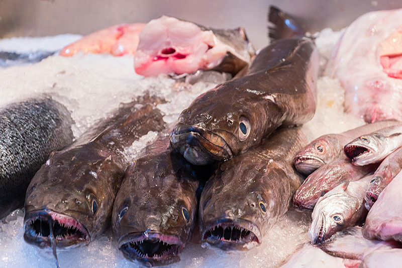 Bei den Fischhändlern kann man sich ...