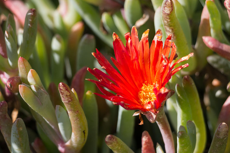 Viele blühende Blumen zeigen sich