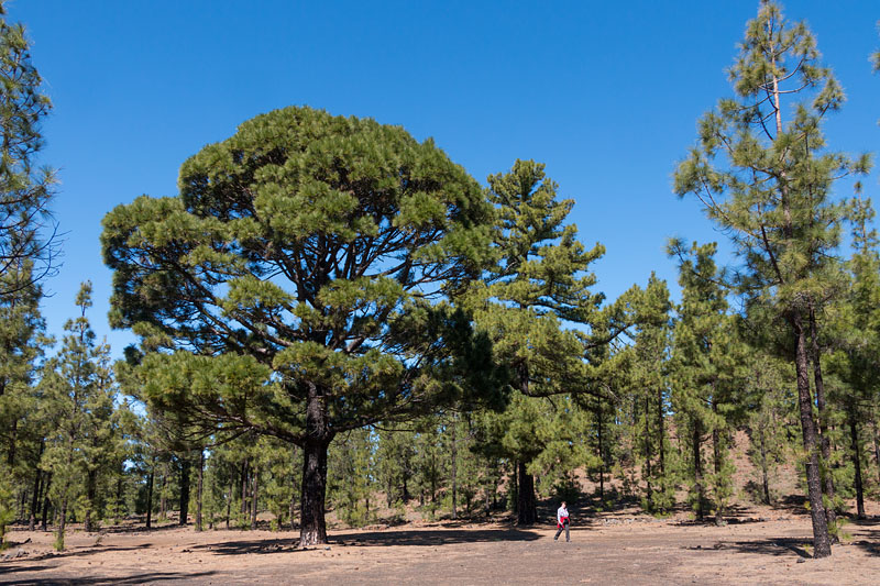 Stattliche Bäume ...