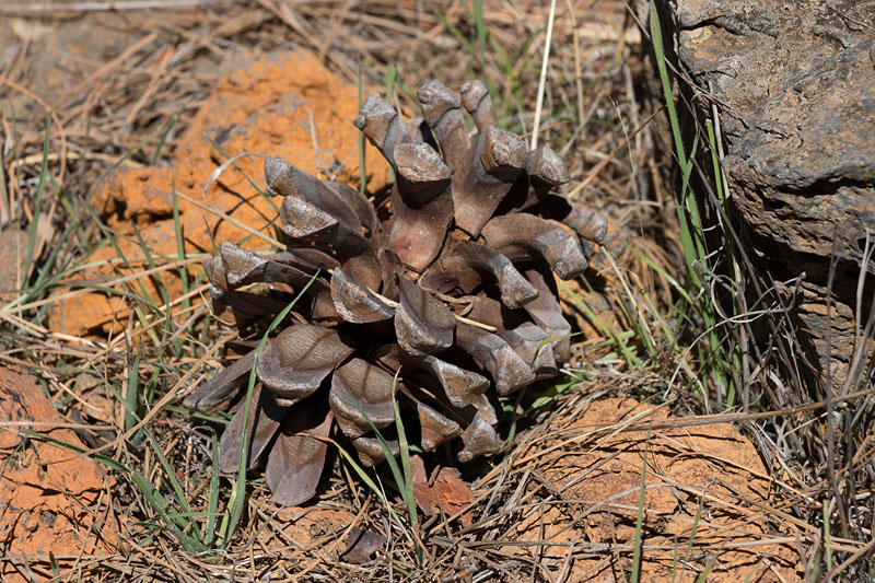 Riesige Zapfen liegen überall herum