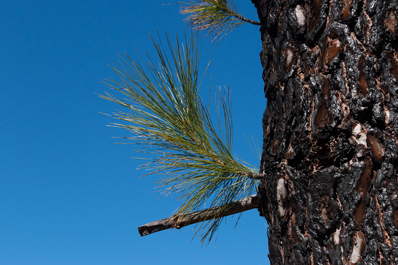 Die Borke der meisten Bäume ist schwarz, wegen eines Waldbrandes vor ein paar Jahren