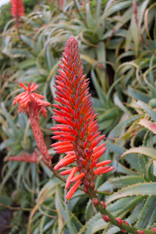 ... wachsen am Wegesrand