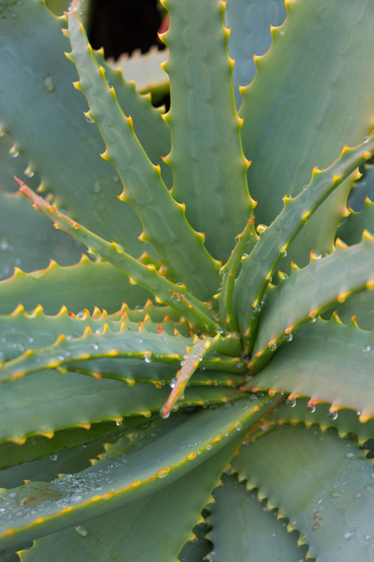 Schöne Pflanzen ...