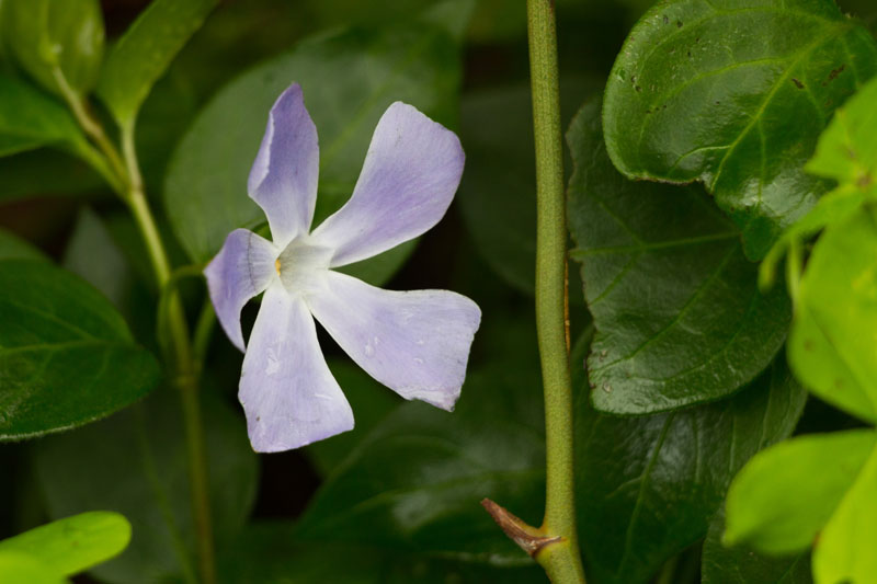Lichtblick beim Regenwetter