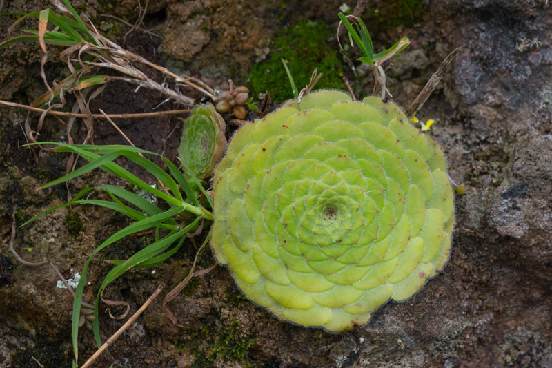 Seltsame Pflanzen wachsen hier