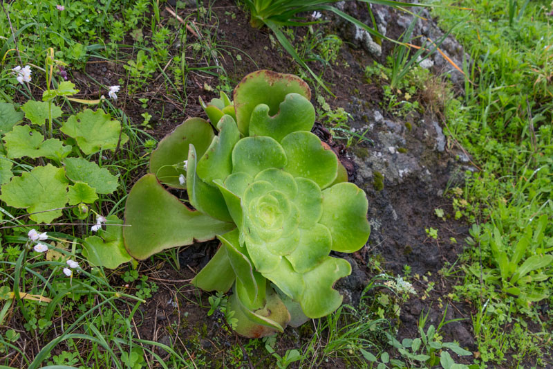 Die "Tellerpflanzen" werde immer größer