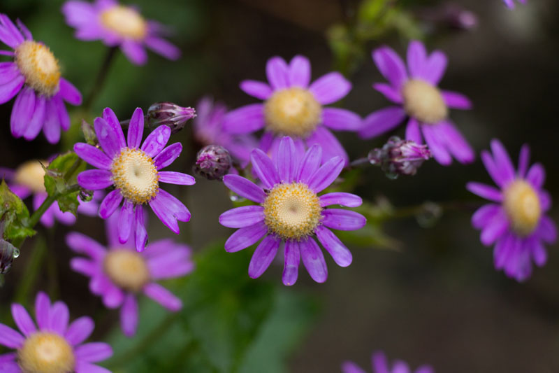 Schöne Blumen lassen das Wetter vergessen