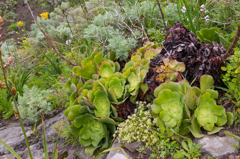 Und noch größere Teller