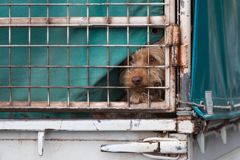 Was der wohl verbrochen hat? ;-)