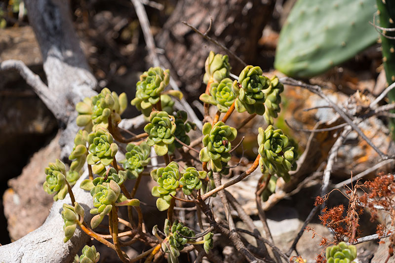 Noch ein paar der netten Pflänzchen