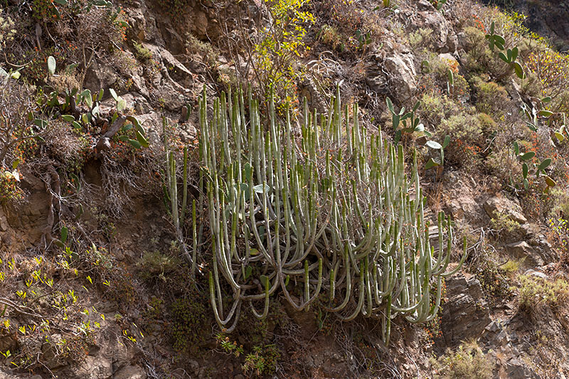 Das sind keine Kakteen ...