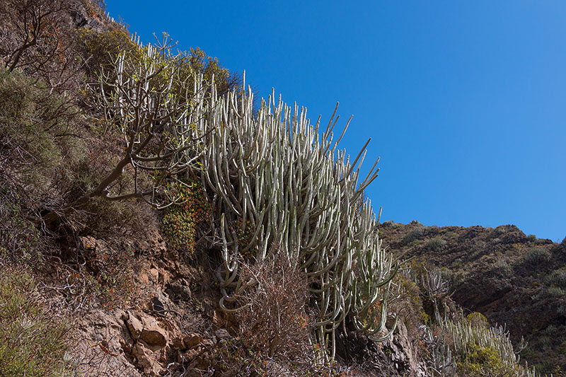 ... sondern typisch kanarische Wolfsmilchgewächse (leider giftig)