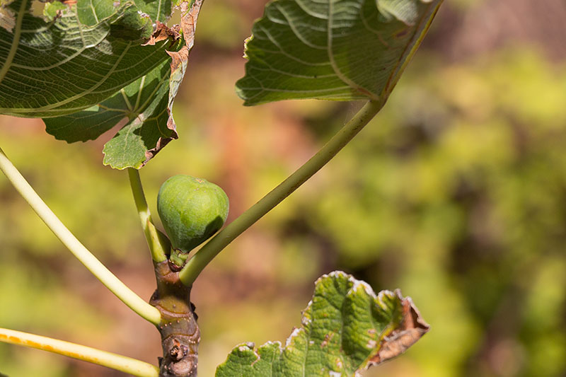 Da sind mir die Feigen lieber - die waren aber leider noch nicht reif :-(
