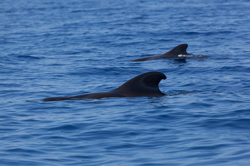 Hier gibt es natürlich auch wieder fast ausschließlich ...
