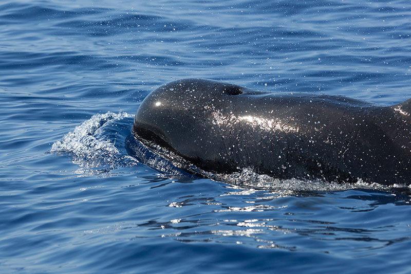 ... Grindwale zu sehen ...