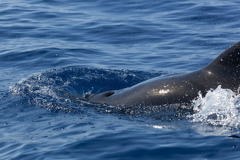 ... ich hoffe, es wir nicht zu langweilig