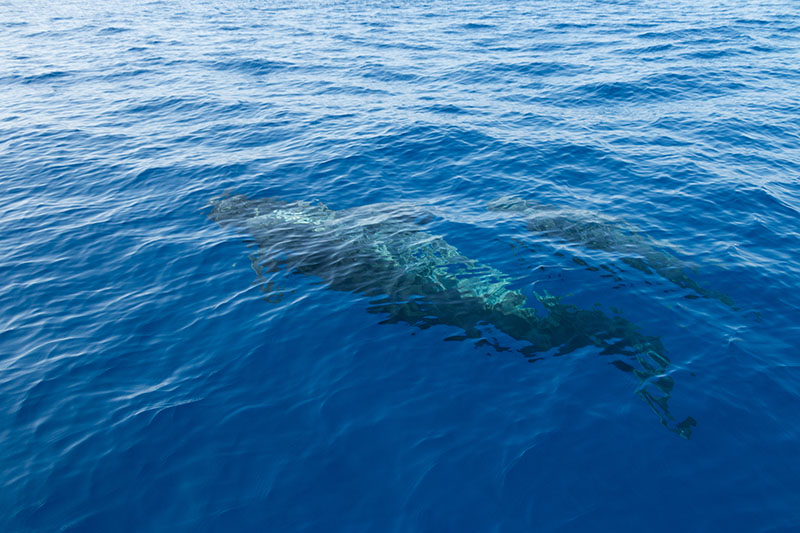 Noch unter Wasser ...