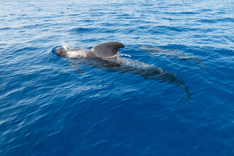 ... und hier beim Luftholen