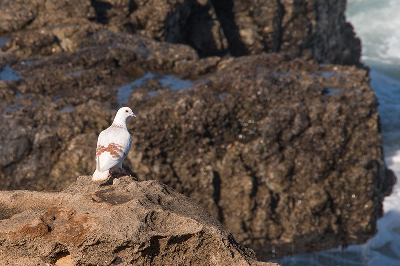 Die Möwe sieht aus wie eine Taube ;-)