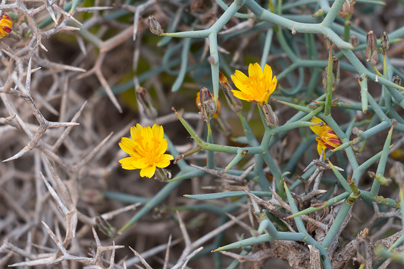 Ein paar bunte Flecken zwischen den Sträuchern ...