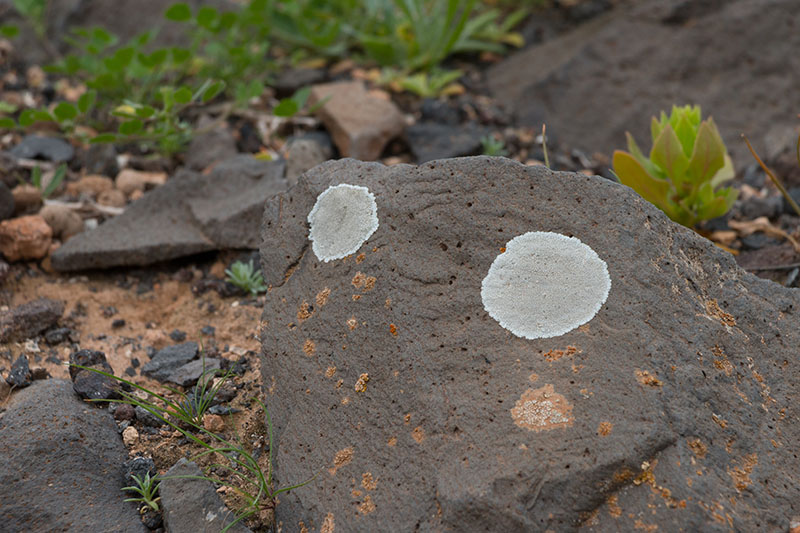 ... und auf den Steinen
