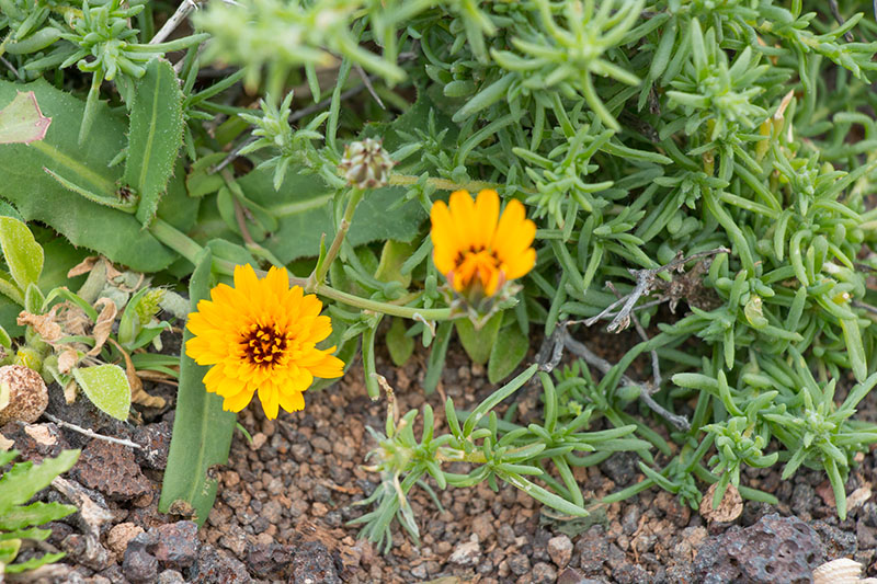 In der kargen Landschaft wirken die Blumen besonders schön