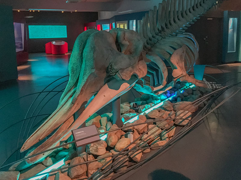 Walskelett im Tromsø Museum