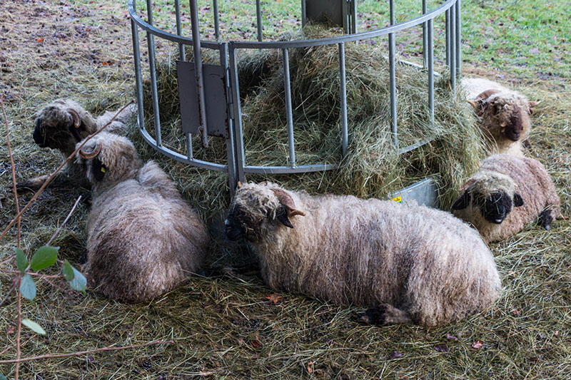 Denen ist wohl auch kalt
