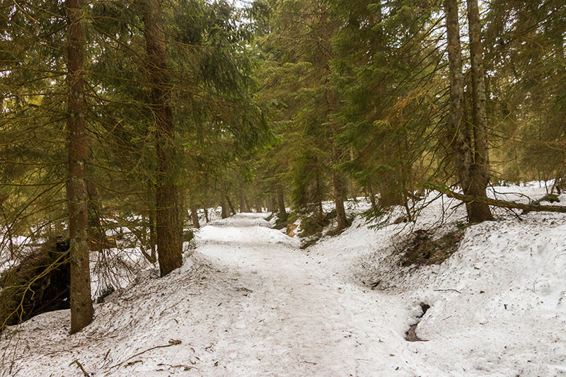 ... führen durch Wald und Hochmoor