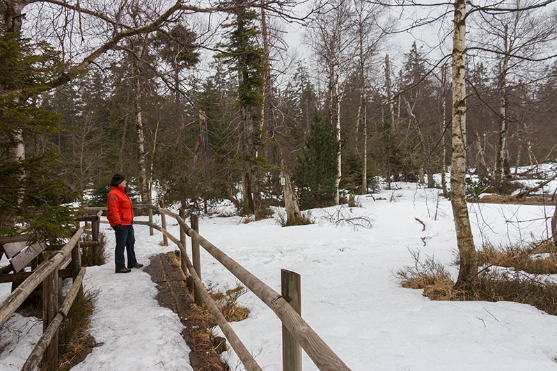 Auf dem "Holzweg" am Hohlohsee
