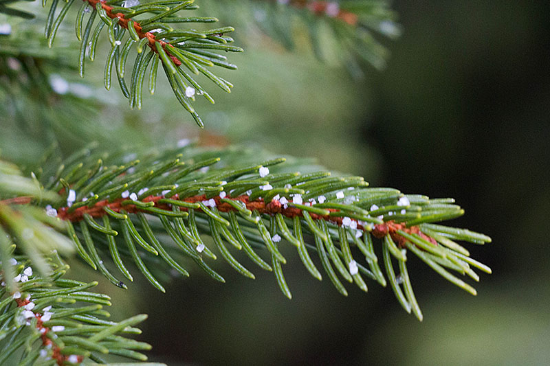 Eisklümpchen an den Nadeln