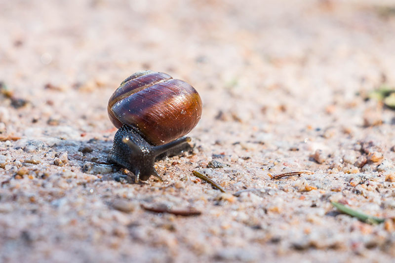 Auf geht's Schneckle, gib Gas ;-)