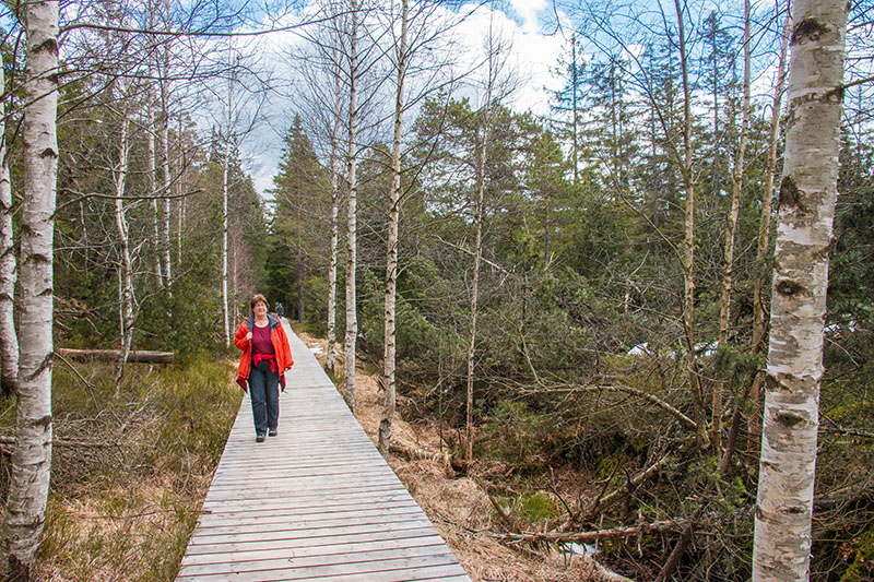 Holzstegweg durch das Wildseemoor