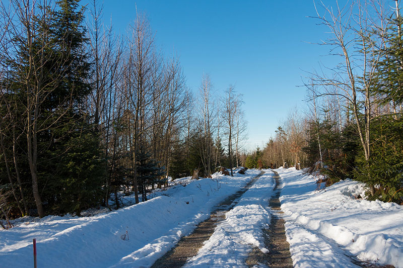 ... der Sonne entgegen