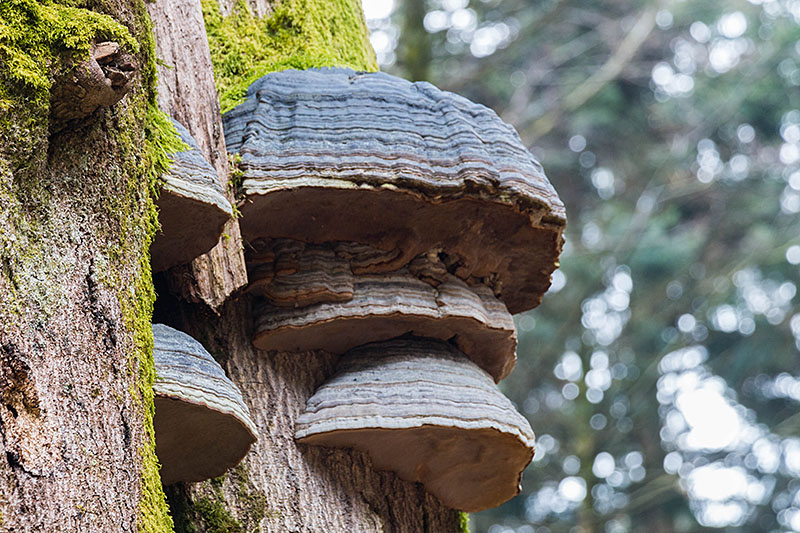 Riesige Baumpilze ...