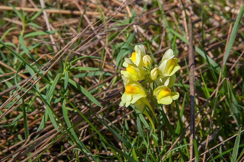 Schöne Blüten ...