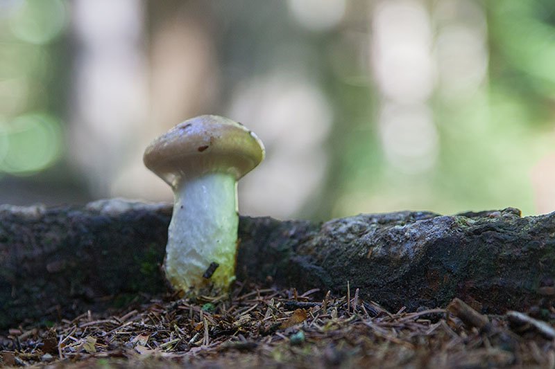 Einsamer Pilz
