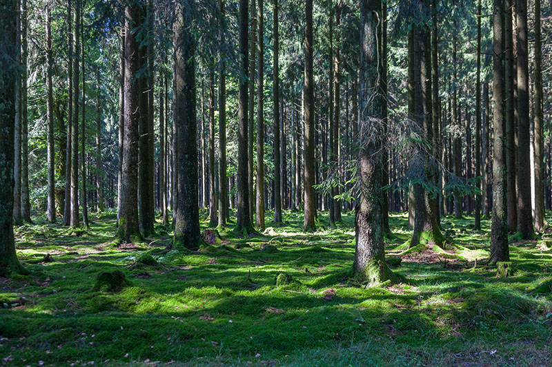 Lichtstimmung im Wald