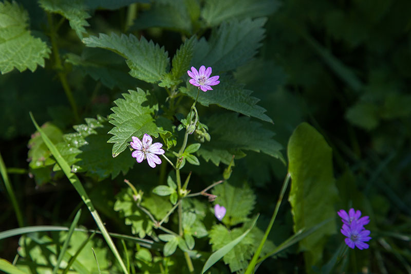 ... und zarte Blüten